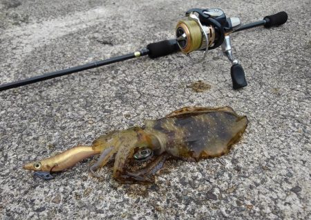 台風前にエギング